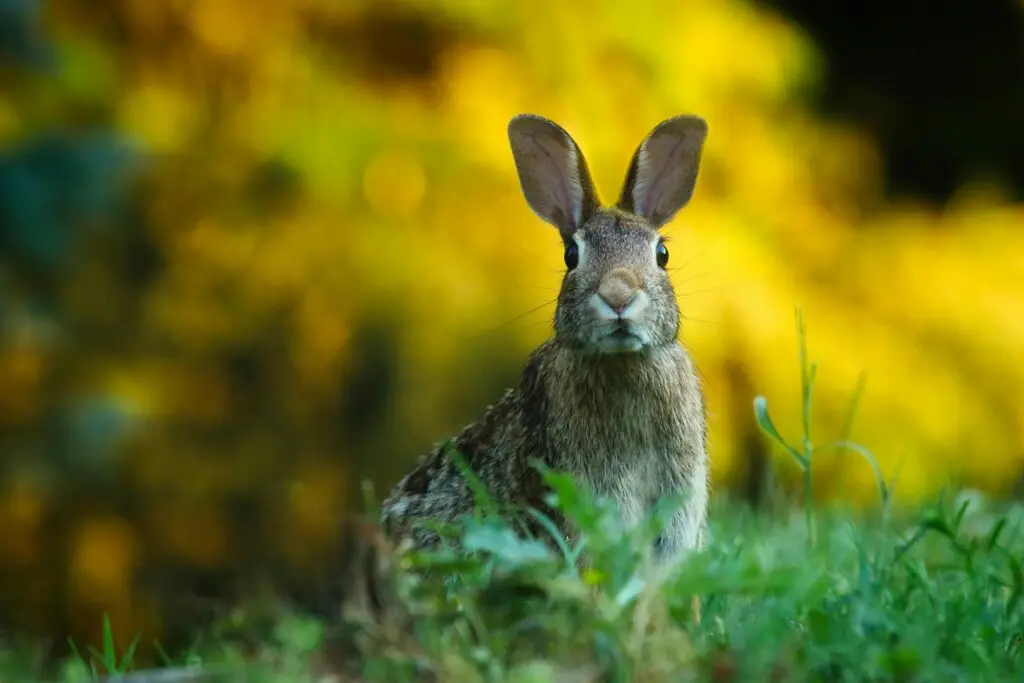 A cute rabbit in the forest look at you making you want to call it "mon lapin" the french cute word to say my love