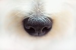 nose, dog, fur, macro, animal, pet, details
