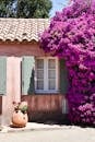 Cozy French cottage facade with blooming bougainvillea in Provence.