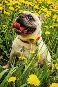 25 everyday French expressions to sound native 