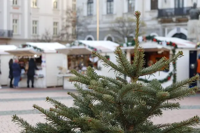 christmas market, christmas tree, market, christmas, holiday, winter, timișoara