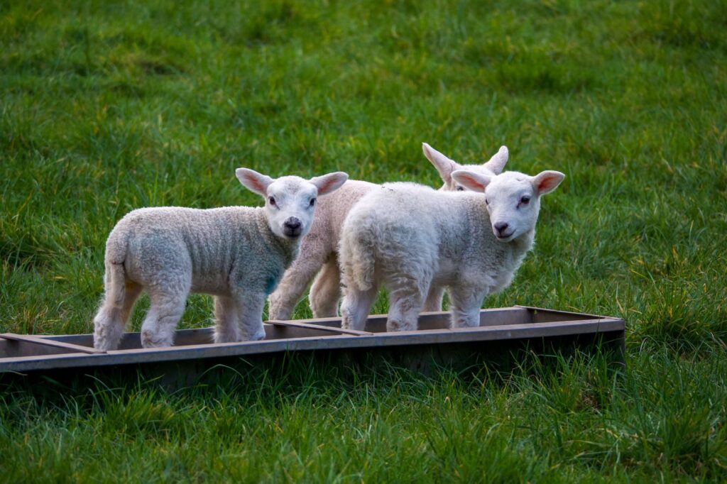 An Easter lamb dish or market scene connected to French seasonal food traditions.